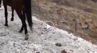 Жестокое и непредсказуемое нападение на лошадь