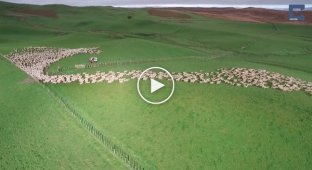 Маневры овец в Новой Зеландии с высоты птичьего полета