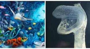 3 mysterious sea creatures that you will definitely want to know more about (12 photos + 3 videos)
