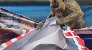 A bunch of monkeys escaped from the shelter and tried to “take over” the police station (2 photos + 1 video)