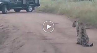 Swift attack of a leopard on a warthog