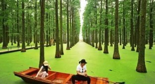 Floating Forest in Hangzhou (2 photos + video)