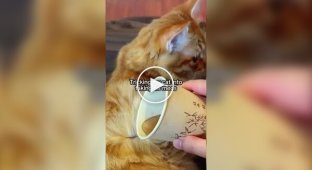Простой способ дать коту жидкое лекарство