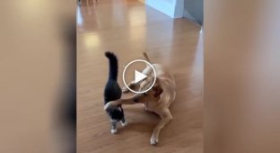 The dog decided to hug the cat like a brother, but he understood everything differently
