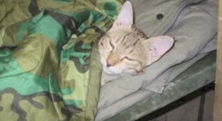 Американский солдат остался в долгу перед котом (6 фото)
