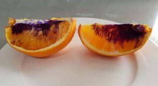 Австралийские учёные раскрыли тайну фиолетового апельсина (4 фото)