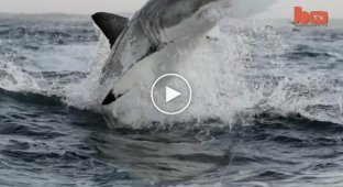 Учёному удалось заснять летающую белую акулу