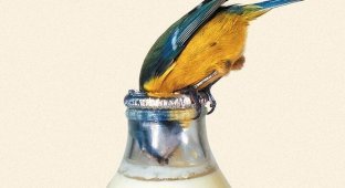 Птицы научились открывать бутылки с молоком и пить его (3 фото)