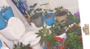 В доме американца обнаружили целый сад марихуаны (3 фото)
