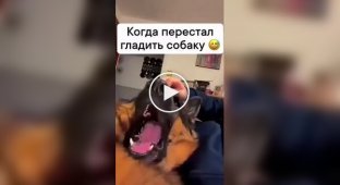 Реакции собак, которых перестали гладить хозяева