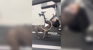 Пес пытается добраться до пончика