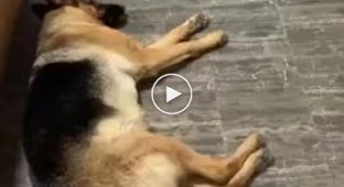 The dog who recognizes his favorite sound out of a thousand