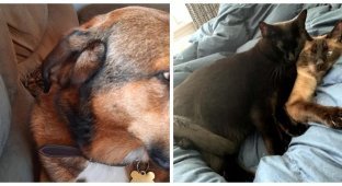 25 examples of harmonious and not so harmonious existence of several pets in one house (26 photos)