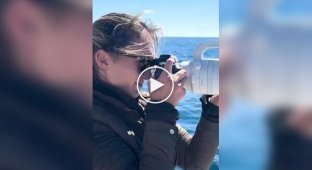 In California, thousands of dolphins were accidentally captured on camera racing past a boat