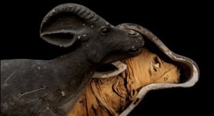 Mummy... Pets of the Pharaohs (7 photos)