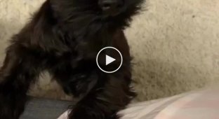 Funny reaction of a dog to a hair dryer