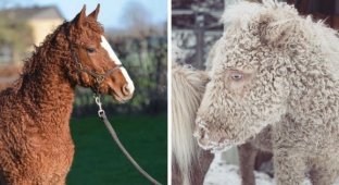 A selection of unusual breeds of domestic and farm animals (16 photos)