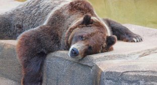 Not all bears hibernate. There are connecting rods, and there are “overeaten” ones (6 photos)