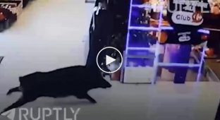 Кабан забежал в магазин во Франции