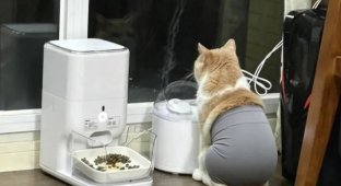 Cat leggings were invented in Asia (4 photos)