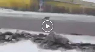 Гигантская крыса сцепилась с собакой в Уссурийске и попала на видео