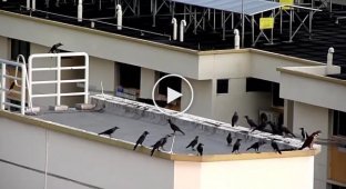 Why do crows peck other animals' tails?