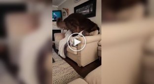 Funny and cute attempts of a huge dog to lie down on a narrow sofa