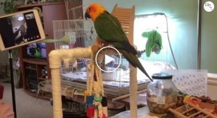 Scientists have taught parrots to talk to each other via video link so that they are not lonely