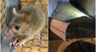 Мыши в Австралии начали есть друг друга и кусать людей по ночам (5 фото + 1 видео)
