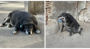 Бездомний собака став міською пам'яткою і отримав відмітку на гугл-карті (9 фото)