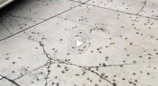 Flocks of giant crickets attacked a house in Texas