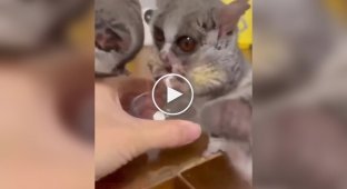 Feeding small primates Galago