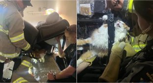 Толстый кот предпочёл застрять в кресле, лишь бы не ходить к ветеринару (3 фото)