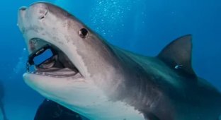 Tried to take a selfie: a tiger shark swallowed an iPhone and showed itself from the inside (2 photos + 1 video)