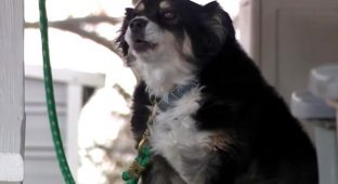 Собака покойного бизнесмена унаследовала 5 миллионов долларов (3 фото + 1 видео)