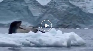 Упс, простите, не та льдина: фейл пингвина