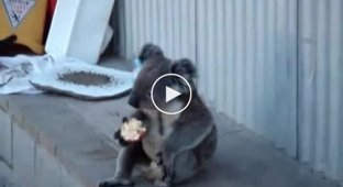 Грустная коала кушает яблоко
