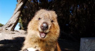 Квокки - карликовый кенгуру, который всегда улыбается (10 фото)