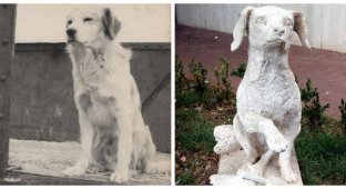 Лампо: пес, який прославився завдяки любові до подорожей (7 фото)