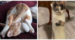 Cats that can take any shape and fit where it would seem impossible (17 photos)