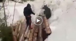 In Yakutia, workers rescued a calf stuck under logs