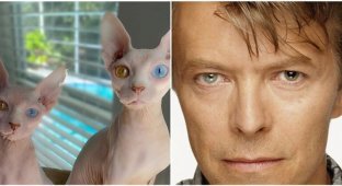 В Сети нашли кошек-сфинксов с цветом глаз как у Дэвида Боуи (9 фото + 1 видео)