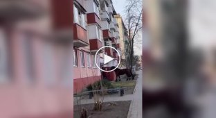 Пьяный белорус привел домой коня в качестве сюрприза для сына в Гомеле