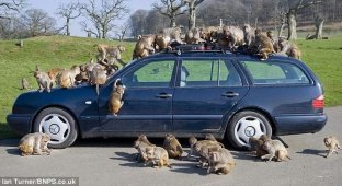 Не оставляйте машину наедине с обезьянами! (13 фото)