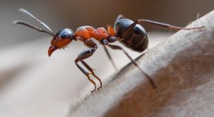 Что будет делать муравей, если окажется далеко от муравейника? (3 фото + 1 гиф)