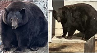 Fat bear broke into 20 houses and stole food (5 photos)