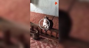 Мужчина пожалел уличных кошек, страдающих от холода