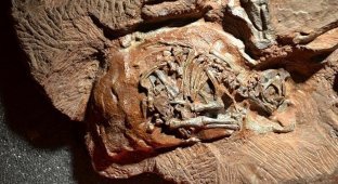 What an embryo looks like in the most ancient dinosaur egg (7 photos)