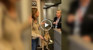 A woman was not allowed on a plane with a kangaroo in Australia
