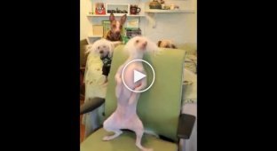 Забавная собака танцевака